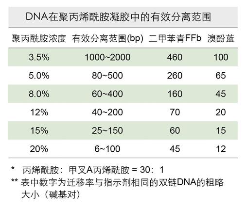 在聚丙烯酰胺凝膠